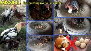 Start the process for eggs hatching🥚🥩  A bad for hen  Over all eggs is damage hen breeding process [upl. by Rodolphe]