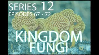 Series 12  Kingdom Fungi [upl. by Atniuqal814]