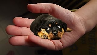 The tiniest dogs in the world  small dog breeds [upl. by Icyaj]