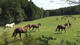 The horses at Roads End Farm [upl. by Lion]