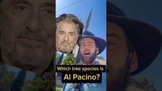 Al Pacino as a Tree 😠🌲😤 [upl. by Quartas539]