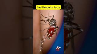 Mosquito Sucking Blood shorts mosquito facts [upl. by Sirtaeb192]