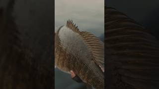 Late season bassin fever🥵 youtubeshorts [upl. by Chae]