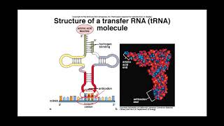 AP Biology Exam Review Video 3 [upl. by Otrebliw120]