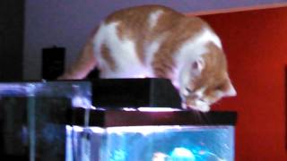 Cat breaks into fish tank [upl. by Anaihsat]