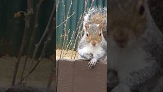 Adorable squirrel meticulously rolls a walnut [upl. by Loni]