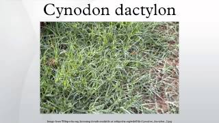 Cynodon dactylon [upl. by Haynor]