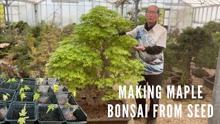 Making Maple Bonsai From Seed [upl. by Latouche]