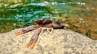 Fishing Crawfish For Ferocious Creek Predators [upl. by Eardna110]