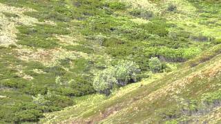 Grizzly amp Moose Battle in Denali National Park Alaska 2011 [upl. by Enenaej]