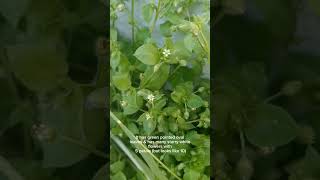 Edible quotWeedsquot NZ  Chickweed [upl. by Aicenek]