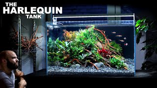 The Harlequin Tank 60cm Aquascape Tutorial Beautiful Planted Aquarium How To Step By Step Guide [upl. by Smoht]