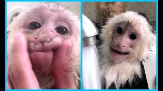 Capuchin Monkeys get BATH HILARIOUS [upl. by Juni]