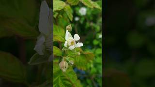 My Loganberries hybrid of the North American Blackberry and European Raspberry are blooming [upl. by Yniatirb854]