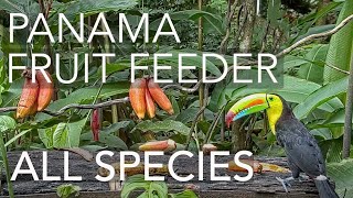 Panama Fruit Feeder All Species Compilation – Oct 28 2021 [upl. by Vivianna]