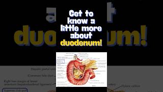 Introduction to the anatomy of duodenum duodenumanatomy shorts [upl. by Dygert]