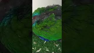 Meet the Adorable Grand Eclectus Parrot Chicks – Watch Them Growbirds parrot babybirds [upl. by Chaffee]