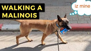 Walking A Belgian Malinois  Belgian Malinois Warrior Dogs [upl. by Calvert]