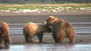 MOTHER GRIZZLY ATTACKS bear Fight Alaska Katmai [upl. by Devad]