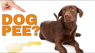 How To Stop A Dog From Peeing in the House 5 Simple Hacks to Stop a Dog From Peeing Fast [upl. by Darbie867]