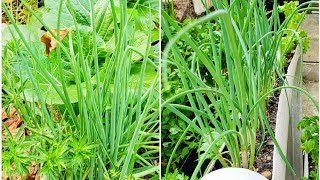 Grow Chives Quick and EASY Chive Growing Guide  Gardening in Trinidad and Tobago [upl. by Ttreve]