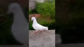 Kharmas skills Mein Takrana hai Mujhko motivation vairalshort pigeon pigeonelover shorts [upl. by Narej527]