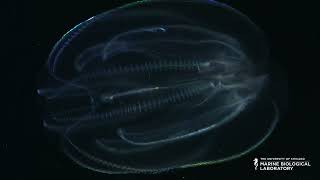 Organisms of the MBL Ctenophores [upl. by Cyler307]