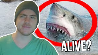 Fish Biologist reacts to quotMegalodons are ALIVEquot [upl. by Yaja]