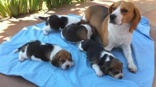 Chiots beagle avec leur maman [upl. by Nairod175]