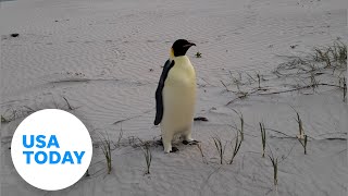 First emperor penguin known to reach Australia  USA TODAY [upl. by Adnawt]