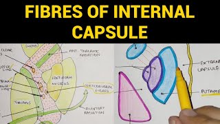 Internal Capsule  2  Fibres of Internal Capsule [upl. by Alletsirhc34]