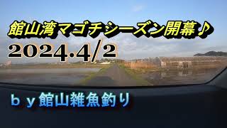 館山湾マゴチシーズン開幕♪202442 ｂｙ館山雑魚釣り [upl. by Nosnev]