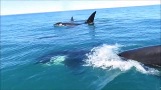 Orcas Cruise Alongside Jet Ski Off Kaikoura [upl. by Skip]