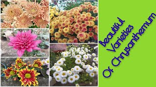 Beautiful Varieties of Chrysanthemum  Guldaudi Plant from rooftop garden [upl. by Voccola863]