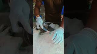 Dog treatmentin animalshalping sorts video [upl. by Burger]