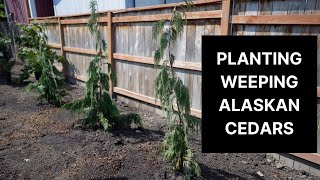 Planting Weeping Alaskan Cedars and a Spruce For a Privacy Screen 🤩🌲 [upl. by Gavrilla]