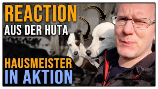 Die Pubertät kommt durch  Terrier und Herdenschutzhund in der HuTa  Hundeverhalten kommentiert [upl. by Scharf597]