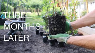 Grow Plants from Cuttings Planting out amp Potting up Hydrangea Dogwood Willow Cuttings [upl. by Yesnnyl599]