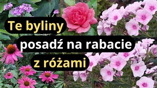 Najlepsze BYLINY na rabaty z różami długo kwitnące i łatwe w uprawie jak rozmnażam byliny [upl. by Ardnasella]