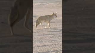 Mr coyote hanging out with me Thursday morning Why Arizona [upl. by Arotak760]