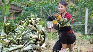 gardening growing pineapple trees raising livestock living with nature triệu lily [upl. by Donnelly]