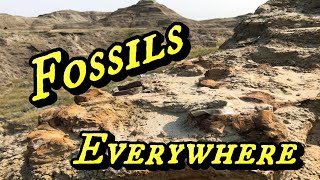 Digging Dinosaurs  Fossil Hunting South Dakota  part 1 [upl. by Berlauda]