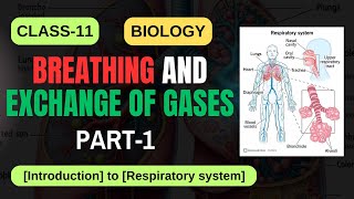 BREATHING AND EXCHANGE OF GASES CLASS11 BIOLOGY PART1 NCERT  CBSE 2025  IMS ACADEMY biology [upl. by Larrej]