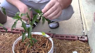 Topping The Poblano Pepper Plant AGAIN [upl. by Eilerua151]