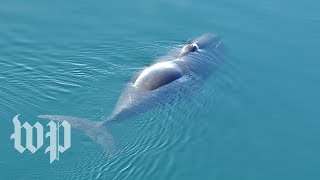 The jazzlike sounds of bowhead whales [upl. by Larual913]