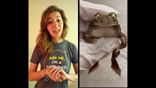 IMPACTS Scientist Emily Harmon  Spadefoot Toads [upl. by Vitalis687]