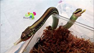 Thamnophis Alimentos  ¿Qué Comen [upl. by Pellikka]