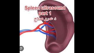 Abdominal US course  lecture 13a spleen part 1 د عمرو صلاح [upl. by Idolah]