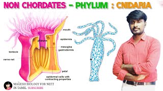 Chapter2 Kingdom Animalia Phylum Cnidaria  class 11  Neet biology [upl. by Aigil]