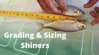 How to Grade amp Sizes Your Shiners [upl. by Boothe75]